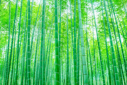 竹林