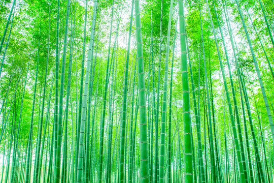竹林