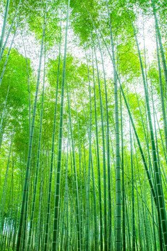 竹林