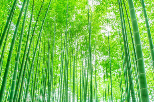 竹子