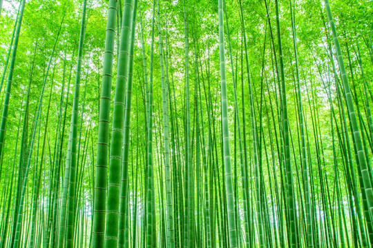 竹林