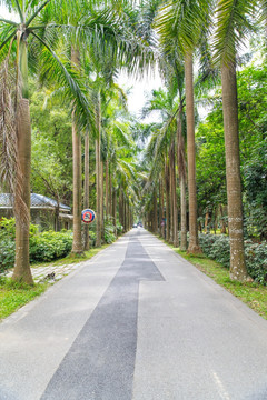 棕榈树林道路 阔叶假槟榔树