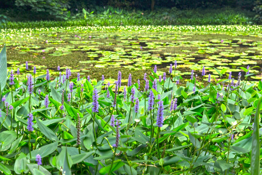 紫色花束 梭鱼草