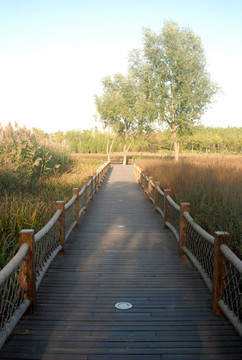 奥森公园 潜流湿地 沉水廊桥