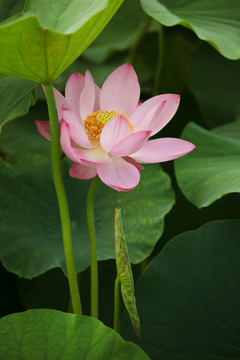 荷花 夏日荷花