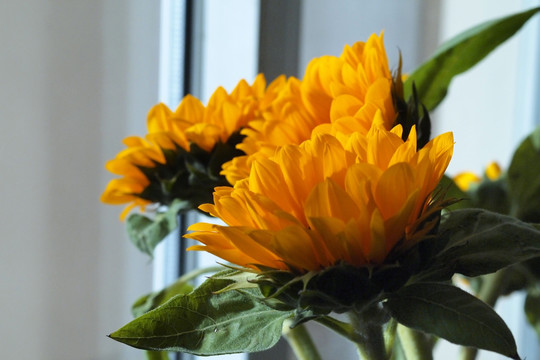 窗前的向阳花