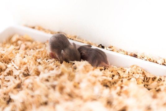 两只小仓鼠 幼崽 动物 鼠类