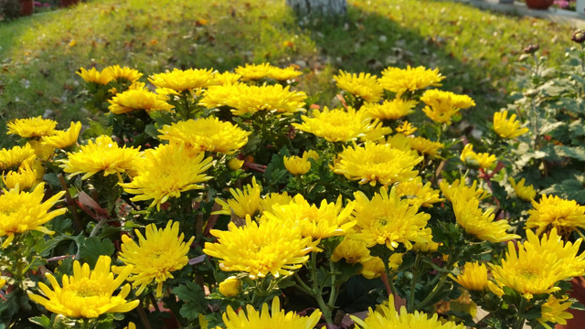 秋天黄色的菊花