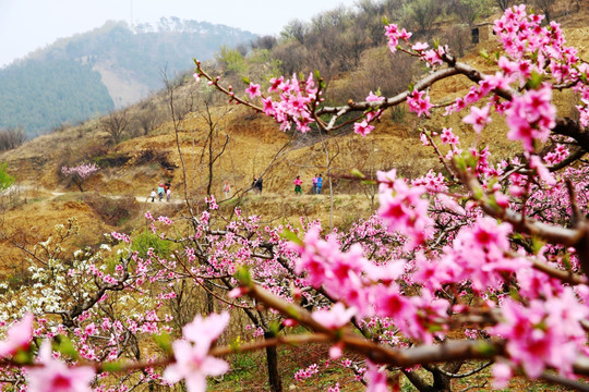 桃花盛开八公山