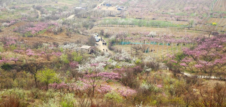 桃林花开田园风光