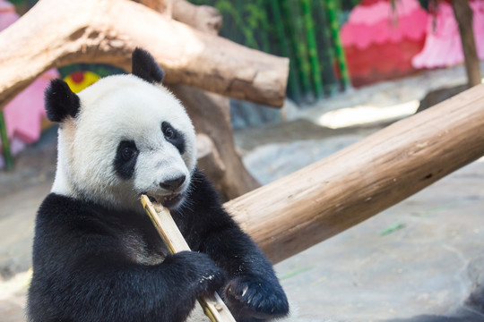 可爱熊猫咬竹子