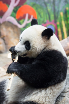 大熊猫咬竹子