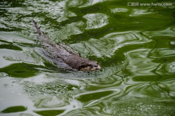 水獭