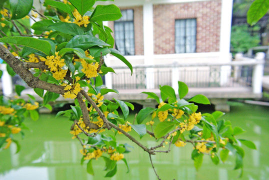 桂花树 桂花素材