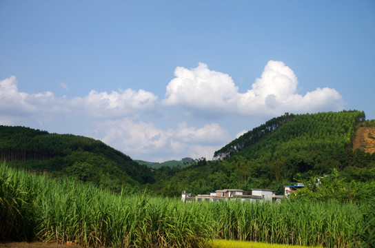 乡村 甘蔗地