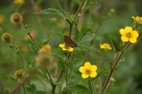 陕北高原 小黄花