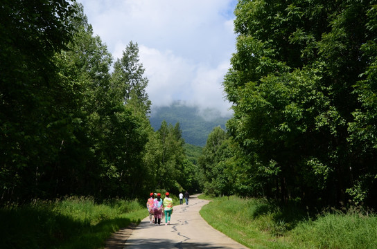 森林小路