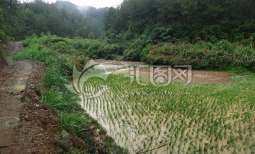 雨季 洪水 涨水 水灾 稻田