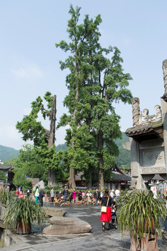 街子镇 银杏树