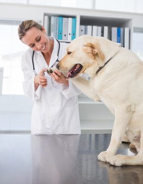 兽医为狗做检查