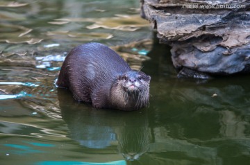 水獭