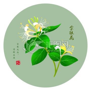 金银花 手绘金银花