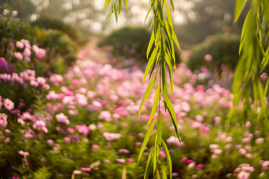 波斯菊