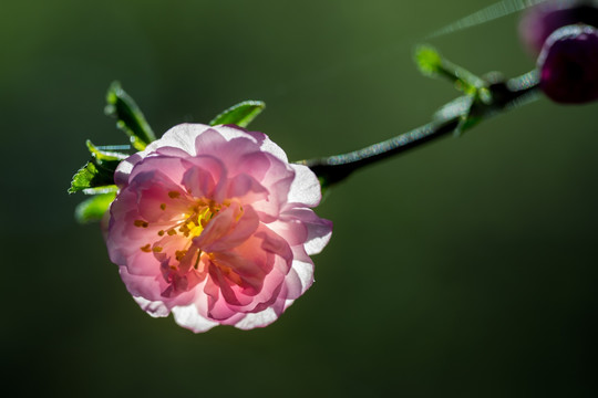 榆叶梅