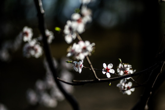 桃花