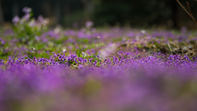 紫花地丁