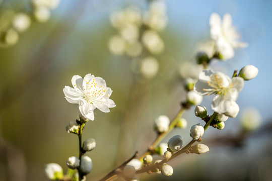 桃花