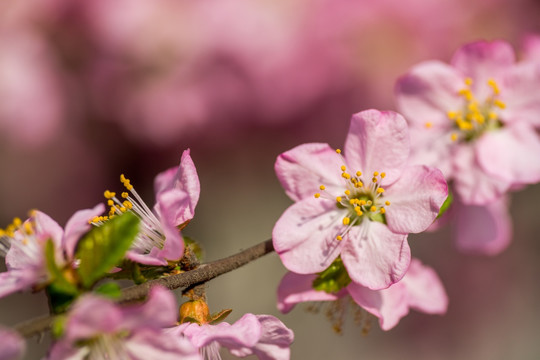 桃花