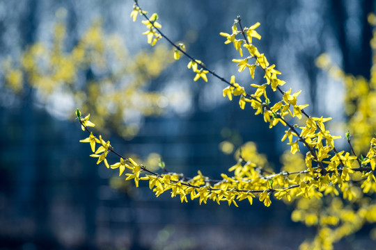 连翘花