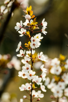 紫叶李