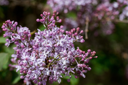 丁香花