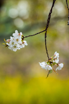 紫叶李