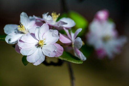 海棠花