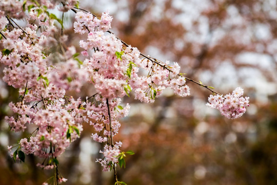 樱花