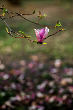 玉兰花