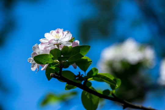 海棠花