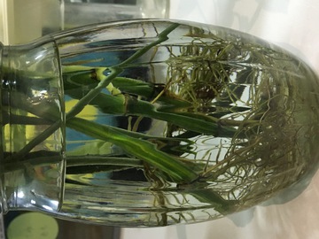 花瓶 植物根部