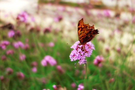 黄钩蛱蝶和粉色野花