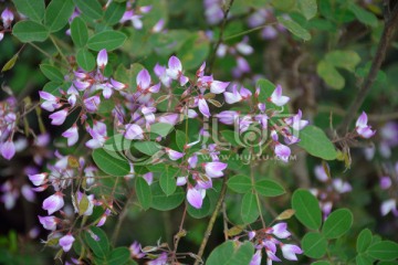 野槐花