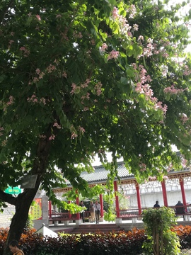 紫荆树