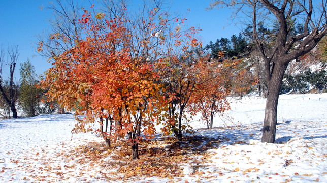 北京奥林匹克森林公园雪地红叶