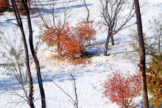 北京奥林匹克森林公园雪地红叶
