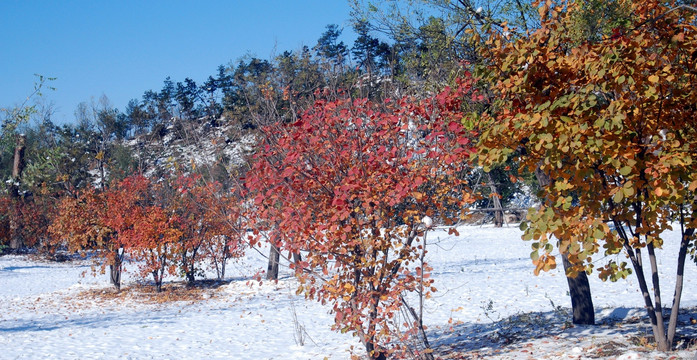 北京奥林匹克森林公园 雪地红叶