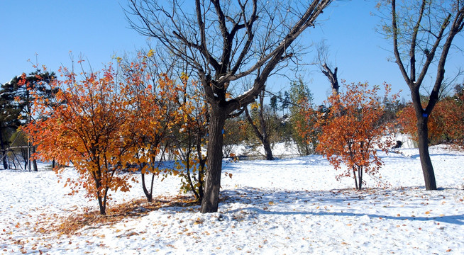 北京奥林匹克森林公园湿雪地红叶