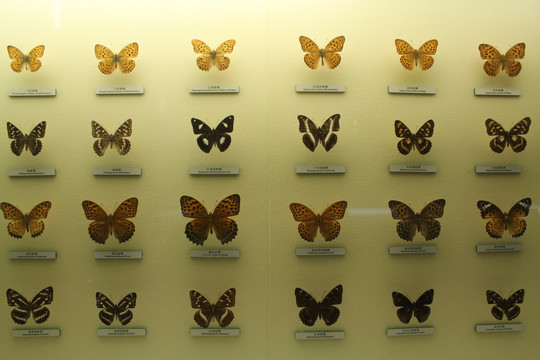 中国蝴蝶 标本展示墙