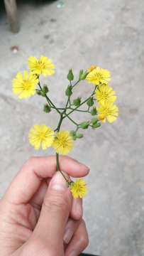 路边的小野花